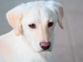 Descubre las características de los perros albinos y cómo cuidarlos adecuadamente